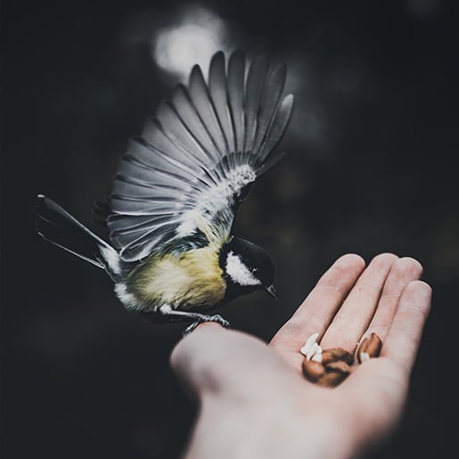 Amesto — sustainability and the planet